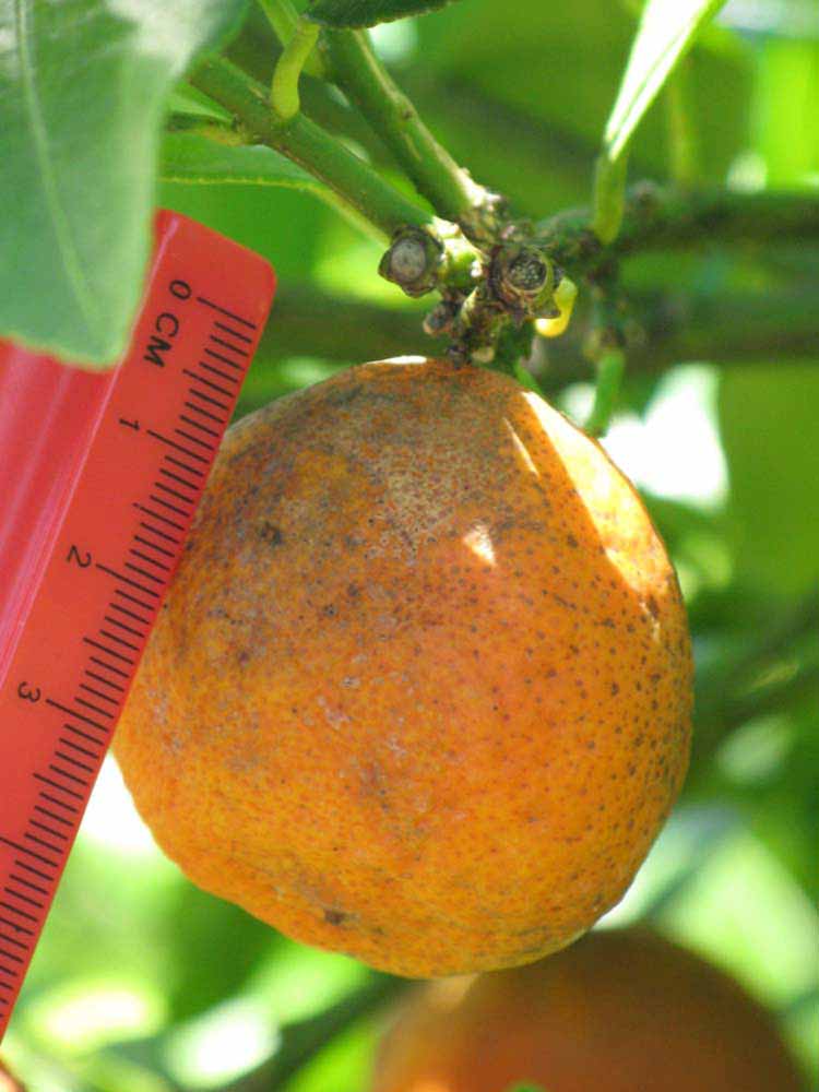            Fruit (Winter Haven, FL)   